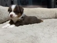 Aileen , a female Miniature Australian Shepherd for sale in Terryville, CT – 2 of 6