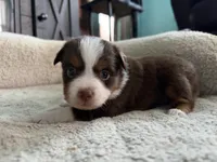 Aileen , a female Miniature Australian Shepherd for sale in Terryville, CT – 3 of 6
