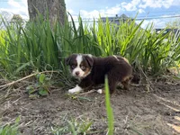 Aileen , a female Miniature Australian Shepherd for sale in Terryville, CT – 7 of 7