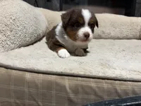 Aileen , a female Miniature Australian Shepherd for sale in Terryville, CT – 6 of 6
