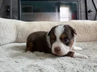 Aileen , a female Miniature Australian Shepherd for sale in Terryville, CT – 4 of 6
