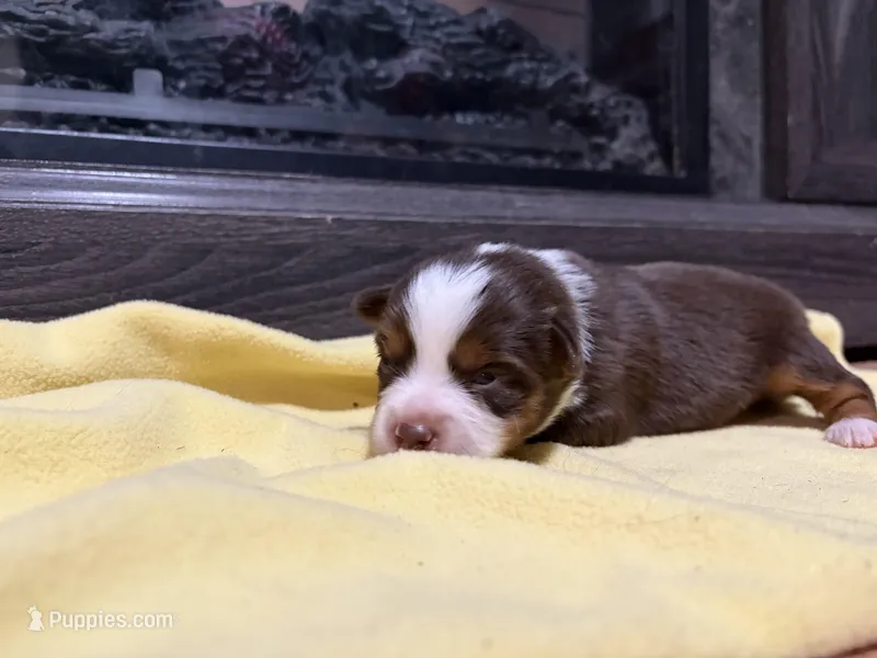 Aileen  – Miniature Australian Shepherd puppy for sale in Terryville, CT