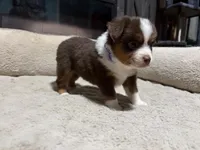 Aileen , a female Miniature Australian Shepherd for sale in Terryville, CT – 5 of 6