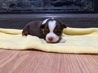 Aileen , a female Miniature Australian Shepherd for sale in Terryville, CT – Photo 3 of 3