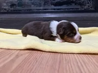 Aileen , a female Miniature Australian Shepherd for sale in Terryville, CT – Photo 2 of 3