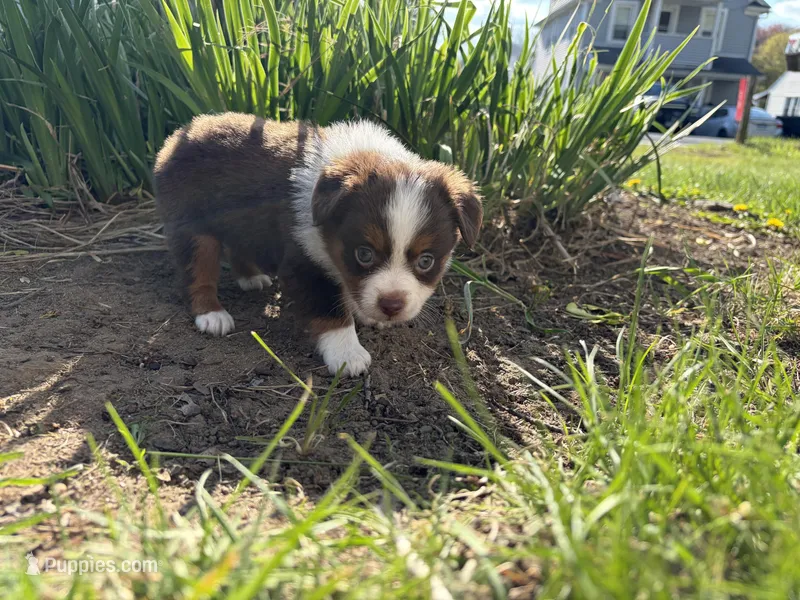 Aileen  – Miniature Australian Shepherd puppy for sale in Terryville, CT