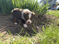 Aileen , a female Miniature Australian Shepherd for sale in Terryville, CT – 2 of 7