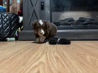 Lizzy, a female Miniature Australian Shepherd for sale in Terryville, CT – 1 of 9