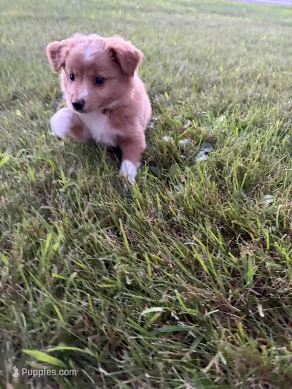 Rosie (has tail)  – Miniature Australian Shepherd puppy for sale in Terryville, CT