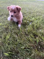 Rosie (has tail) , a female Miniature Australian Shepherd for sale in Terryville, CT – 1 of 3