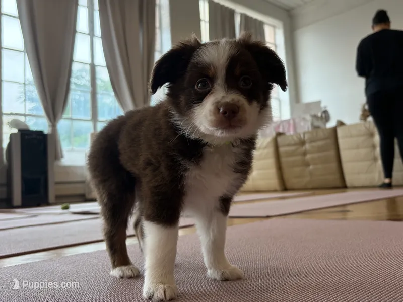 Lorena  – Miniature Australian Shepherd puppy for sale in Terryville, CT
