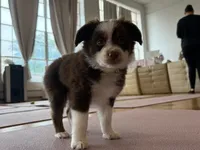 Lorena , a female Miniature Australian Shepherd for sale in Terryville, CT – 1 of 8