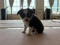 Lorena , a female Miniature Australian Shepherd for sale in Terryville, CT – 8 of 8