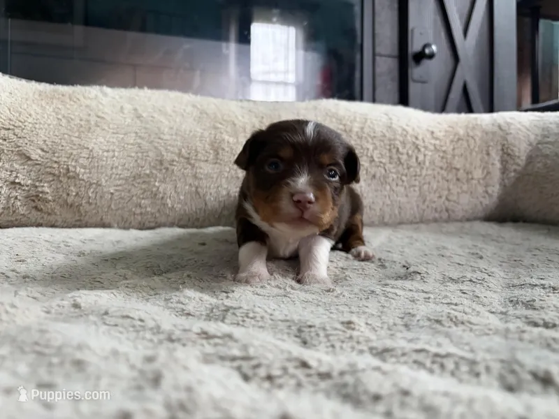 Jeffrey – Miniature Australian Shepherd puppy for sale in Terryville, CT