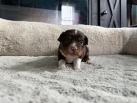 Jeffrey, a male Miniature Australian Shepherd for sale in Terryville, CT – 1 of 6