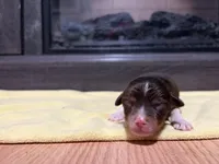 Jeffrey, a male Miniature Australian Shepherd for sale in Terryville, CT – Photo 3 of 3