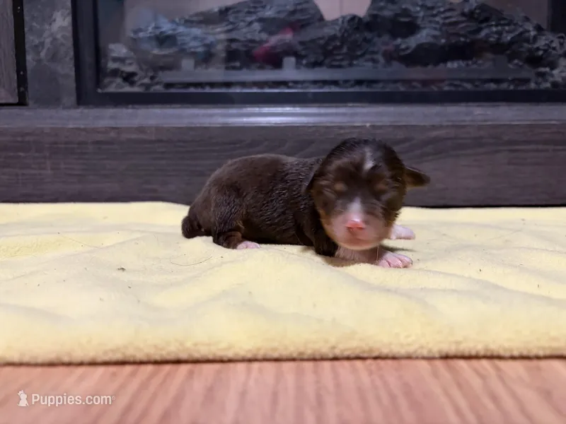 Jeffrey – Miniature Australian Shepherd puppy for sale in Terryville, CT