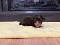 Jeffrey, a male Miniature Australian Shepherd for sale in Terryville, CT – Photo 1 of 3