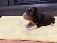 Jeffrey, a male Miniature Australian Shepherd for sale in Terryville, CT – Photo 2 of 3