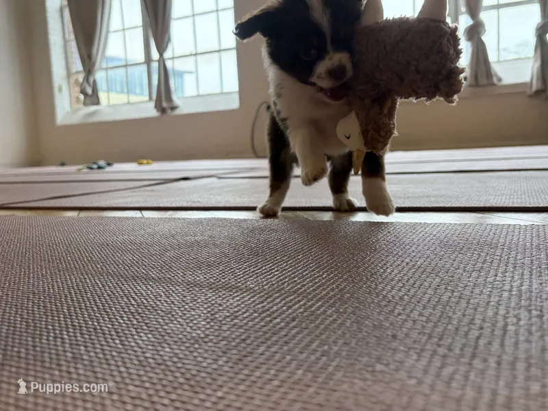 Mary – Miniature Australian Shepherd puppy for sale in Terryville, CT