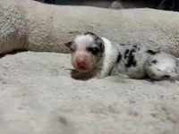 Polly , a female Australian Shepherd for sale in Terryville, CT – Photo 1 of 3