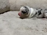 Polly , a female Australian Shepherd for sale in Terryville, CT – Photo 2 of 3