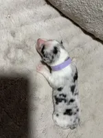 Polly , a female Australian Shepherd for sale in Terryville, CT – Photo 3 of 3