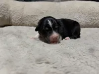 Lucy , a female Australian Shepherd for sale in Terryville, CT – Photo 1 of 3
