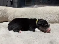 Lucy , a female Australian Shepherd for sale in Terryville, CT – Photo 2 of 3