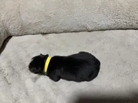 Lucy , a female Australian Shepherd for sale in Terryville, CT – Photo 3 of 3