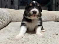 Lucy , a female Australian Shepherd for sale in Terryville, CT – Photo 5 of 5