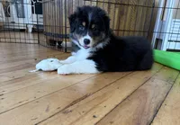 Lucy , a female Australian Shepherd for sale in Terryville, CT – Photo 1 of 5