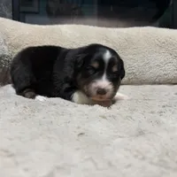 Lucy , a female Australian Shepherd for sale in Terryville, CT – Photo 3 of 5