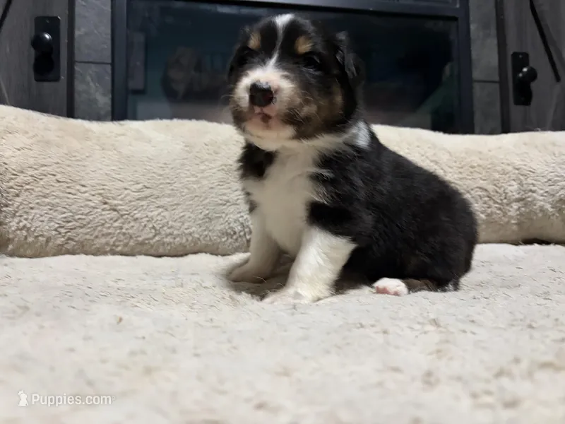 Lucy  – Australian Shepherd puppy for sale in Terryville, CT