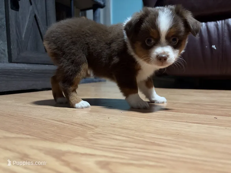 Aileen  – Miniature Australian Shepherd puppy for sale in Terryville, CT