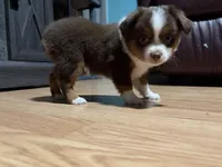 Aileen , a female Miniature Australian Shepherd for sale in Terryville, CT – 1 of 7
