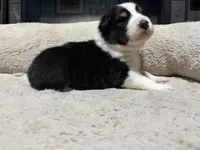 Caspian , a male Australian Shepherd for sale in Terryville, CT – Photo 4 of 5