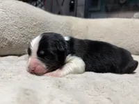 Caspian , a male Australian Shepherd for sale in Terryville, CT – Photo 2 of 3