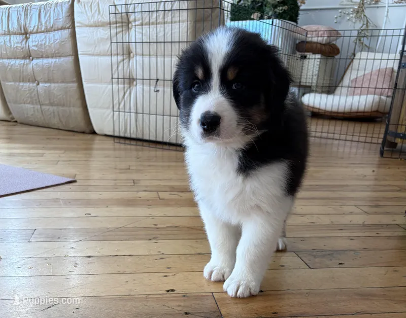 Caspian  – Australian Shepherd puppy for sale in Terryville, CT