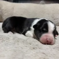 Caspian , a male Australian Shepherd for sale in Terryville, CT – Photo 3 of 5