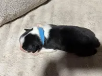 Caspian , a male Australian Shepherd for sale in Terryville, CT – Photo 3 of 3