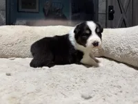 Caspian , a male Australian Shepherd for sale in Terryville, CT – Photo 2 of 5