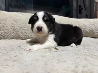 Caspian , a male Australian Shepherd for sale in Terryville, CT – Photo 5 of 5