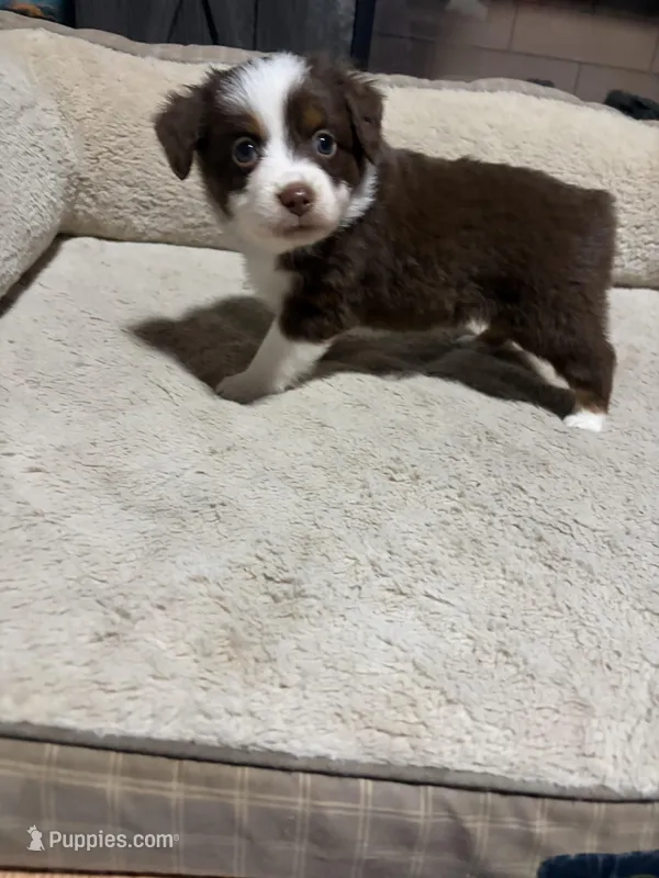 Lorena  – Miniature Australian Shepherd puppy for sale in Terryville, CT