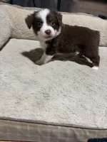 Lorena , a female Miniature Australian Shepherd for sale in Terryville, CT – 1 of 5