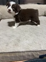 Lorena , a female Miniature Australian Shepherd for sale in Terryville, CT – 5 of 5
