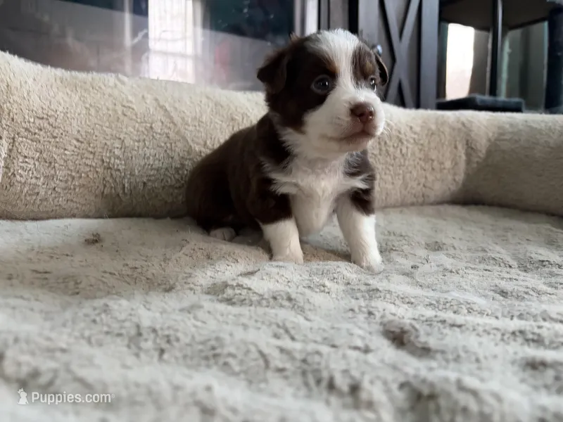 Lorena  – Miniature Australian Shepherd puppy for sale in Terryville, CT