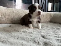 Lorena , a female Miniature Australian Shepherd for sale in Terryville, CT – 2 of 5