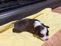 Lorena , a female Miniature Australian Shepherd for sale in Terryville, CT – Photo 2 of 3
