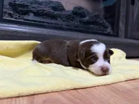 Lorena , a female Miniature Australian Shepherd for sale in Terryville, CT – Photo 3 of 3
